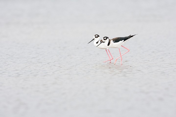 Amerikanischer Stelzenlufer Himantopus mexicanus Black-necked Stilt